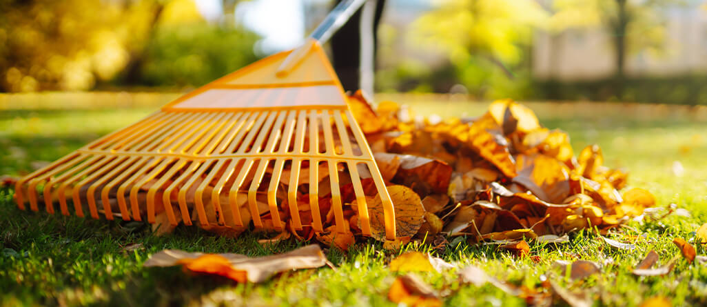 In the fall, you must rake up dead leaves to have a beautiful lawn in the spring.