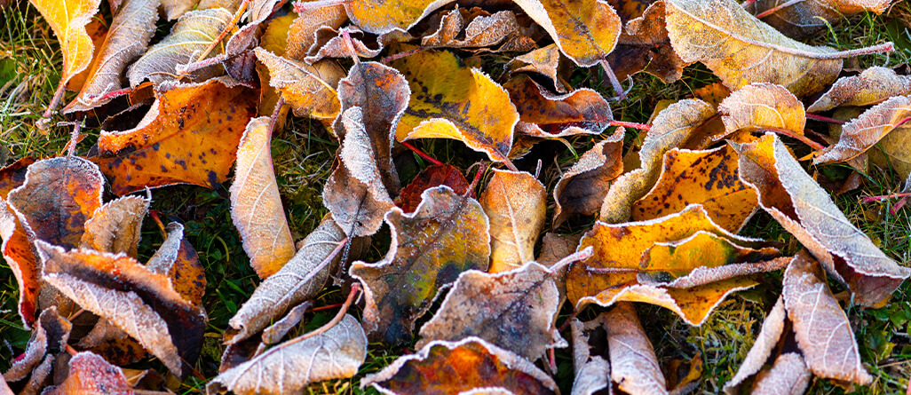 Dead, frosted leaves on a beautiful green lawn.