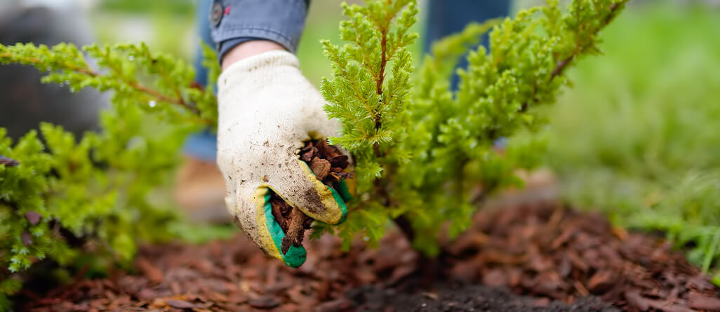cil-should-you-mulch-in-the-fall-02