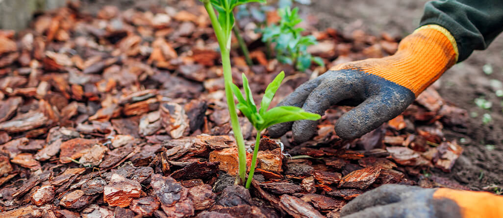 cil-should-you-mulch-in-the-fall-10