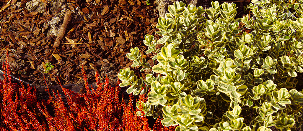 cil-should-you-mulch-in-the-fall-10