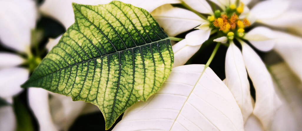 cil-buying-christmas-plant-02