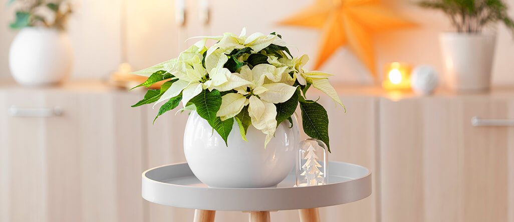 cil-buying-christmas-plant-03