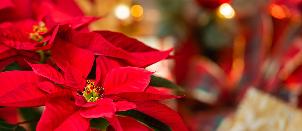 cil-buying-christmas-plant-04