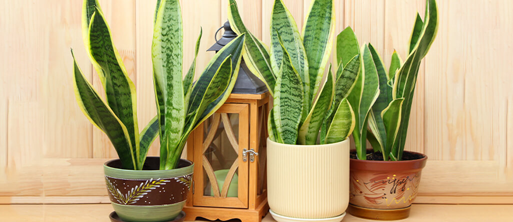cil-10-plantes-dinterieur-faible-entretien-02