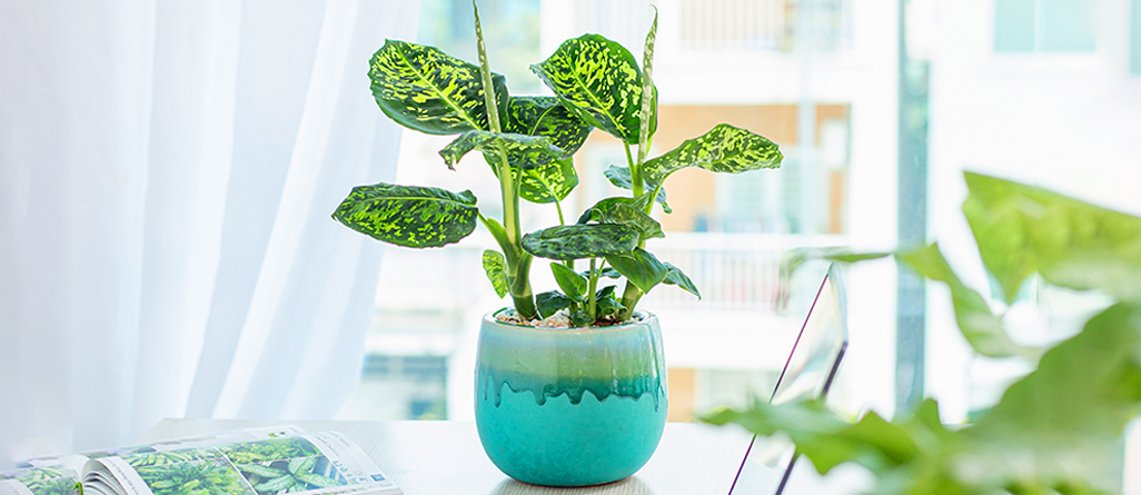 cil-10-plantes-dinterieur-faible-entretien-03