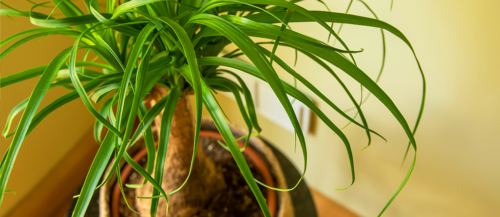 money plant pot Pilea Peperomioides Kokedama