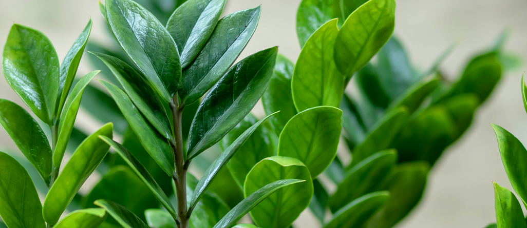 cil-10-plantes-dinterieur-faible-entretien-08