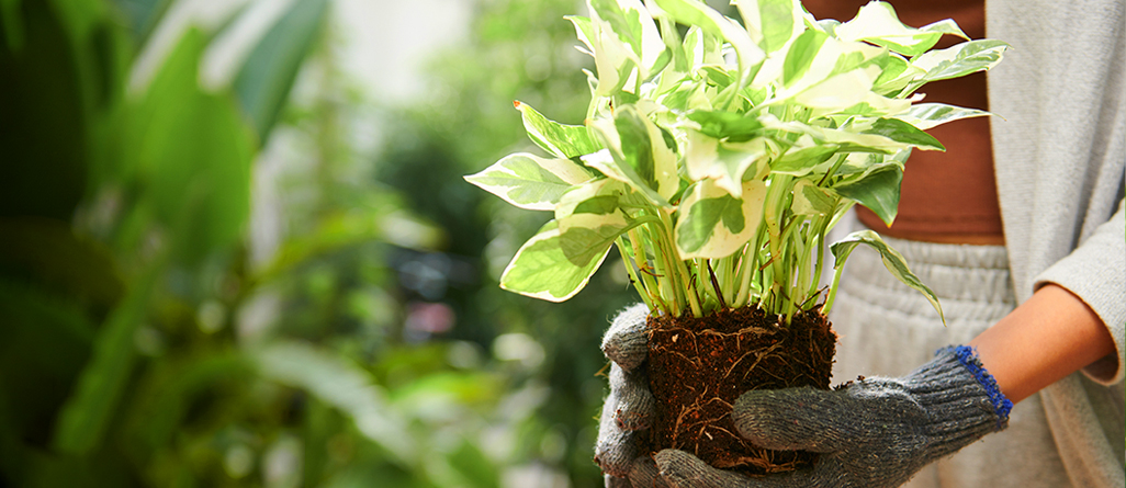 cil-10-plantes-dinterieur-faible-entretien-10