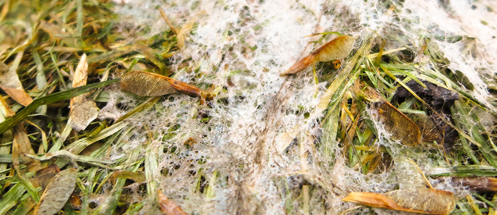 c-i-l-snow-mold-allergies-02