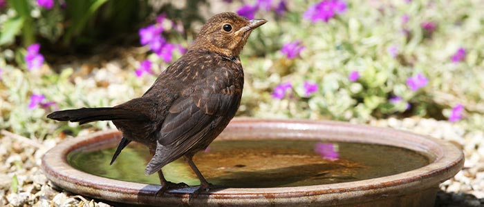 Bain pour oiseaux