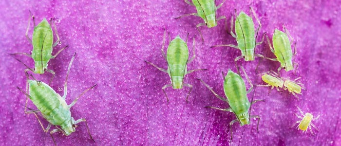 Aphids