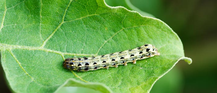 Cutworms