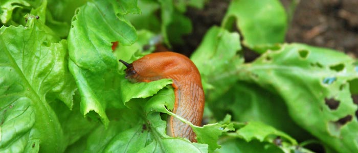 Slugs and snails