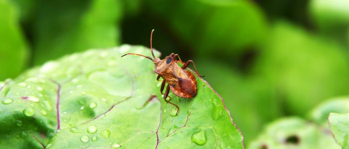 Squash bugs