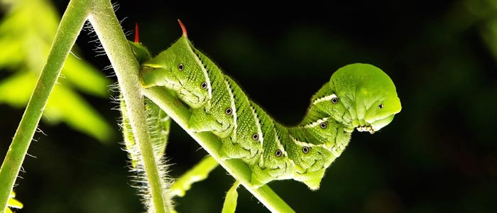 Tomato Hornworm