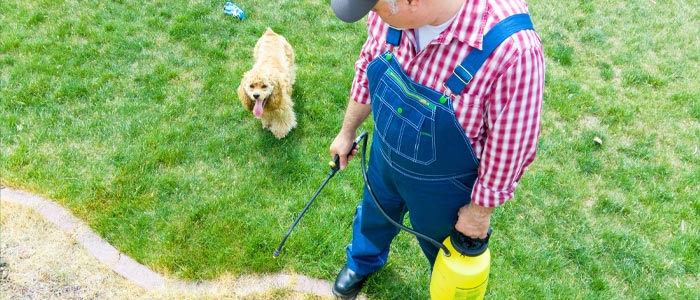 Homme utilisant de l'herbicide tout en étant sécuritaire pour le chien