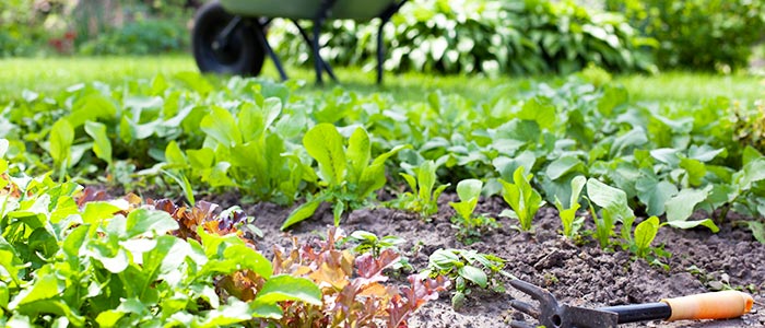 Vegetable garden