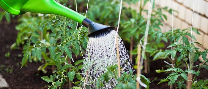 Watering plant