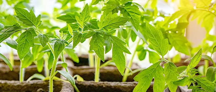 Planting tomatoes