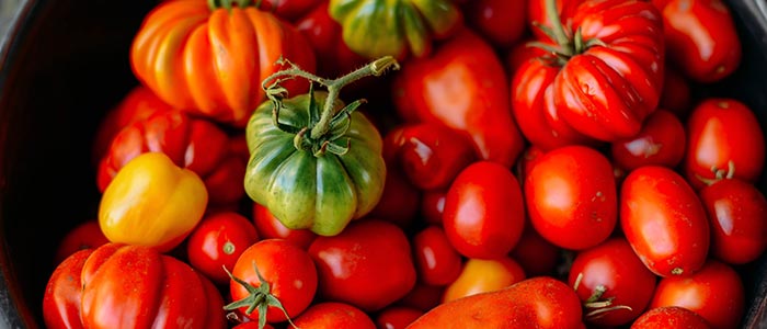 Choosing which tomato to plant