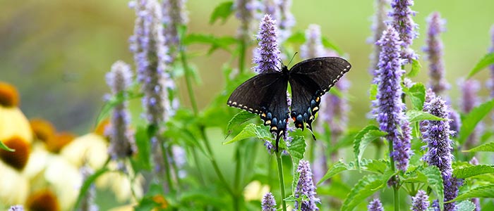 Hyssop