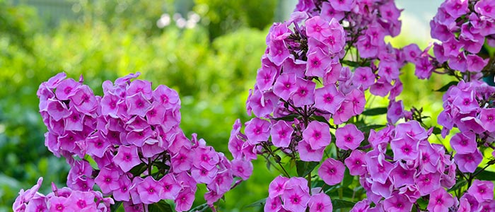 Phlox