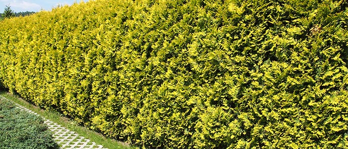 Hedge of cedar shrubs
