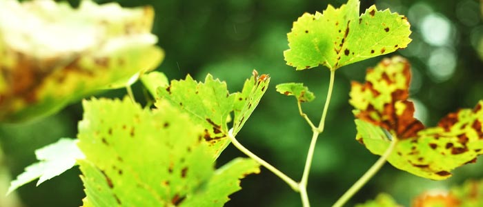 Botrytis blight