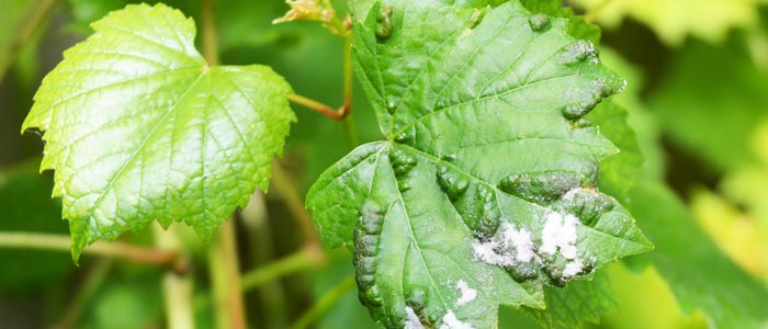 Powdery Mildew