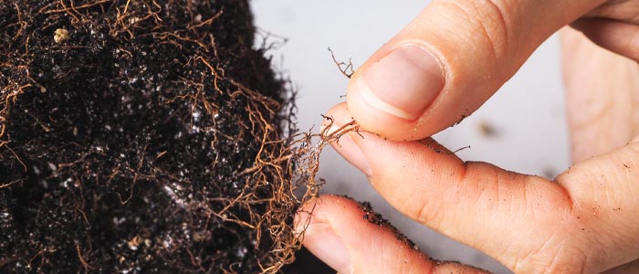 Root rot