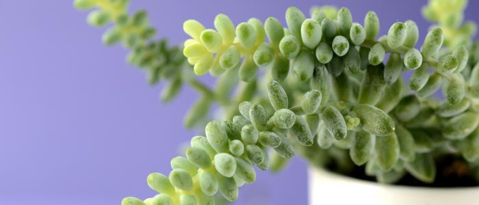 Burro's tail