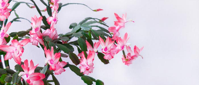 Christmas cactus