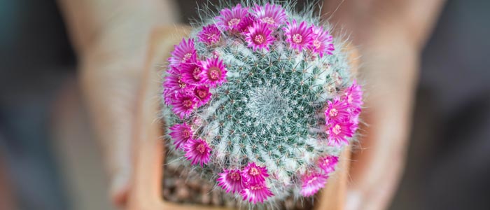 Pincushion cactus