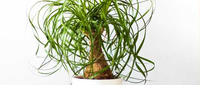 Ponytail Palm