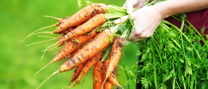 Carrots in the hand of someone