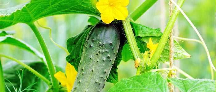 Cucumbers