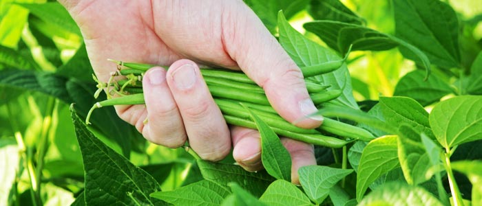 Haricots verts