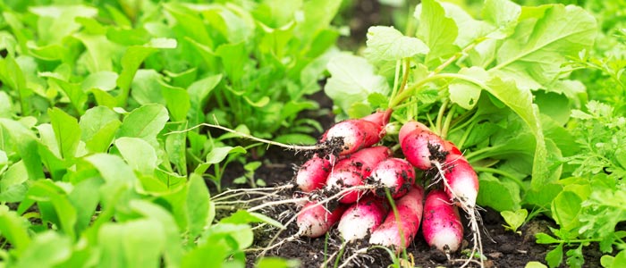 Radishes