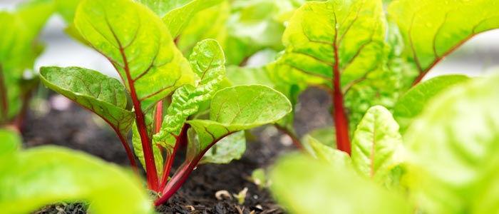 Swiss chard