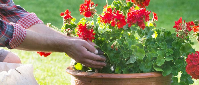 Fertilizing your geraniums