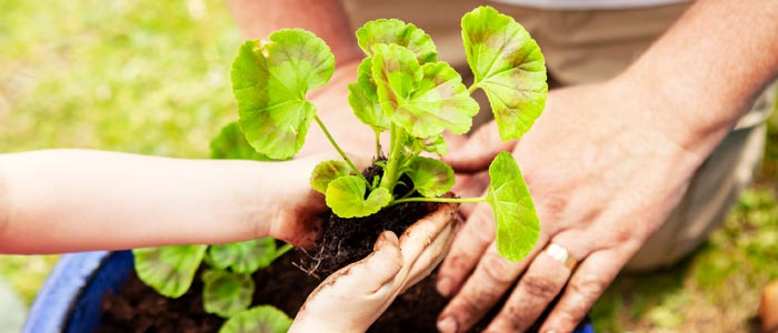 Planting Geraniums