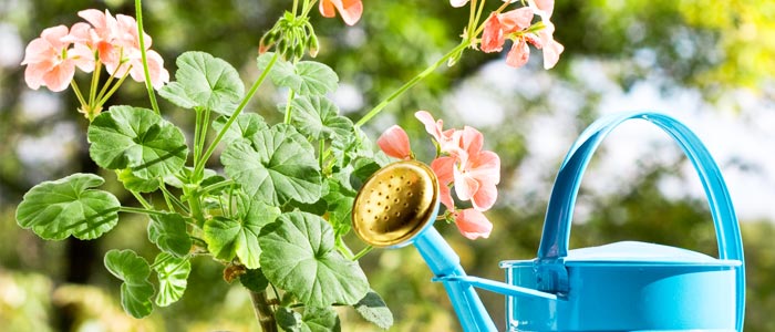 Watering Geraniums