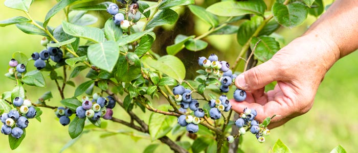 Blueberries