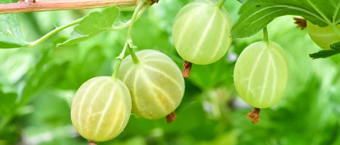 Gooseberries