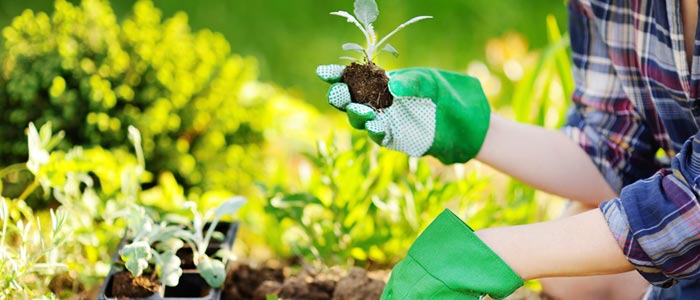 Planter au bon moment