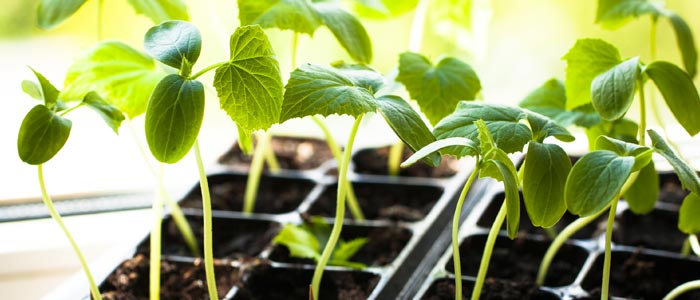 Germinating Cucumber seeds