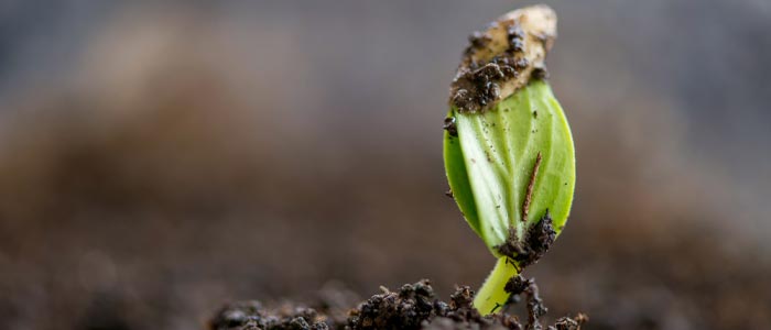 Planting cucumber seeds indoors