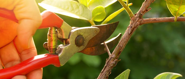 Pruning a tree