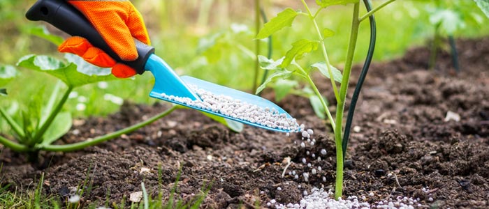 Someone fertilizing his garden